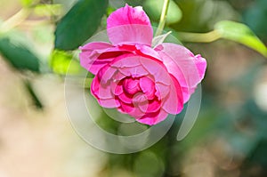 Pink rose flower, green branch plant, bokeh background