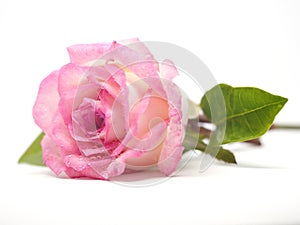 Pink rose flower with green leaves and dew point droplet on white background isolated background