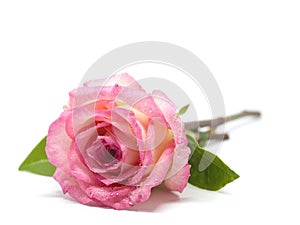 Pink rose flower with green leaves and dew point droplet on white background isolated background