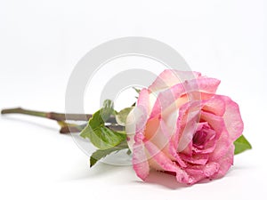 Pink rose flower with green leaves and dew point droplet on white background isolated background