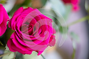 Pink rose flower with green leaves fuscia