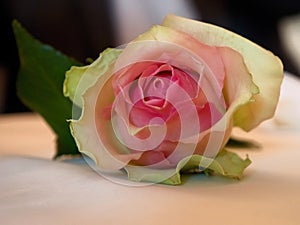 Pink rose flower with greenish outer petals, lying on the table