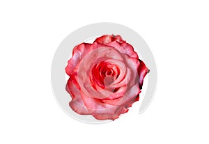 Pink rose flower head isolated on white background. Close up rose bloom. Single bright rose flower photo. Rosa bloom.