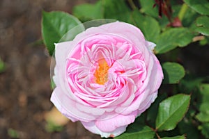Pink rose flower head in rosarium in the Hague, the Netherlands