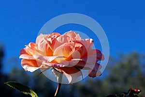 Pink rose flower at Inez Grant Parker Memorial Rose Garden