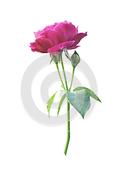 Pink rose flower isolated