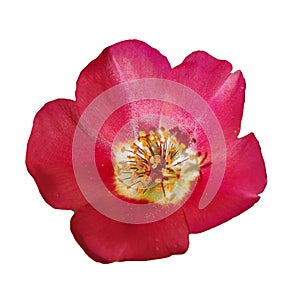 Pink rose flower isolated on white background.