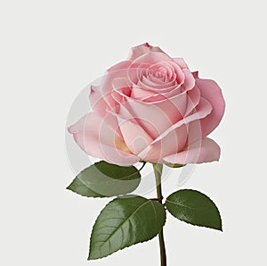 pink rose flower isolated on a white background