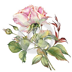 Pink rose flower isolated on white background. Watercolor illustration.