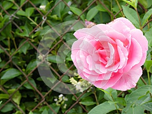 Pink rose flower in its full open splendor