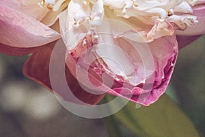 Pink rose flower leaf closeup with bokeh