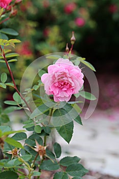 Pink Rose Flower and Leaves in a Closeup