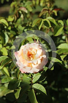 a pink rose flower with lots of petals and leaves