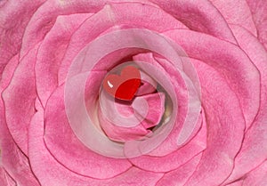 Pink Rose Flower Love Red Heart