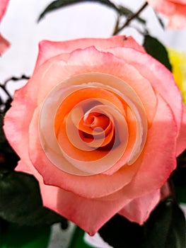 Pink Rose Flower.