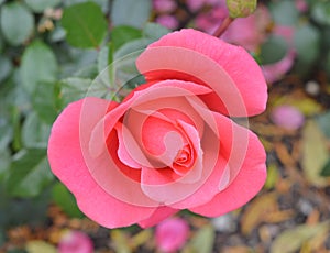 Pink rose, flower, macro, park