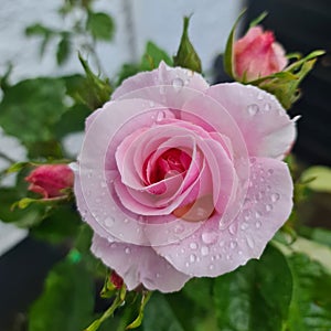 Pink Rose flower with morning dew