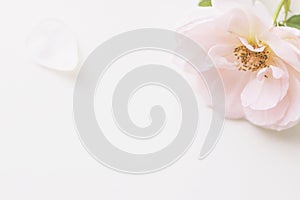 Pink rose flower and petals on soft and sweet pastel blurred background.