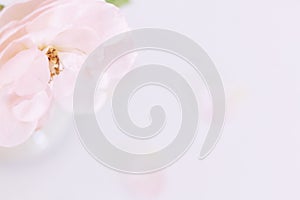 Pink rose flower and petals on soft and sweet pastel blurred background.