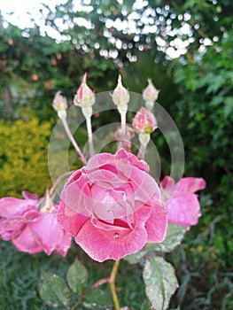 Pink rose flower photo taken in Kenya on twentieth November twenty twenty three. Regular RF image.. Re