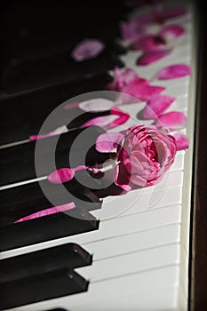 Pink rose flower on piano keys