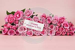 Pink Rose flower on pink background with copy space for text. Love and Mother day concept