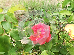 Pink rose flower plant leaves garden love wallpaper theam garden
