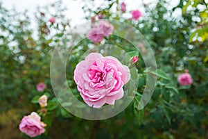 Pink Rose Flower Plant in Rose Garden or Farm