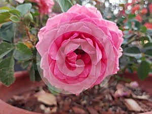 pink rose flower in a pot