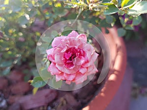 pink rose flower in a pot