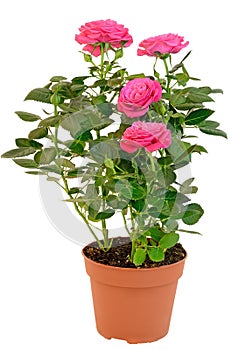 Pink Rose in the flower pot