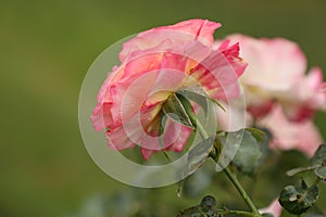Pink rose flower after the rain green space for text