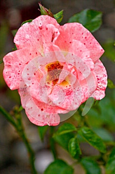 Pink rose flower with red spots