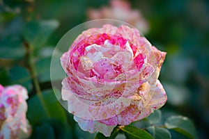Pink rose flower on a rosebush