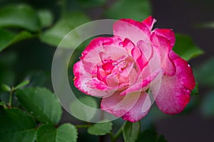 Pink rose flower on a rosebush in the garden