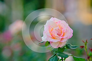 Pink rose flower on a rosebush in the garden