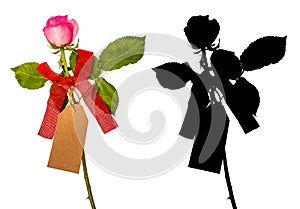 Pink rose flower on stem with leaves and label on white background