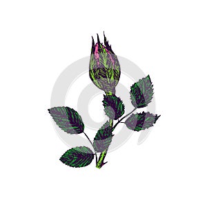 Pink rose flower, stem with thorns, leaves and bud, hand drawn doodle, sketch, vector