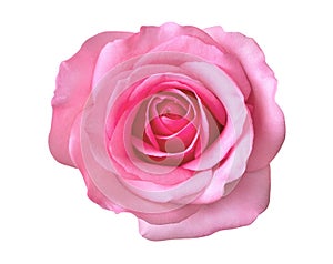 Pink rose flower top view isolated on white background, clipping path