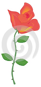 pink rose flower vector illustration transparent background