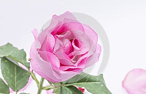 Pink Rose flower with water drops