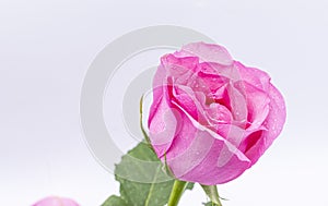 Pink Rose flower with water drops