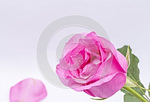 Pink Rose flower with water drops