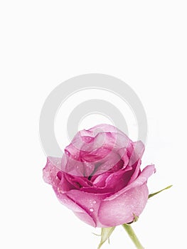 Pink Rose flower with water drops