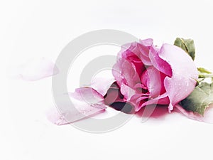 Pink Rose flower with water drops