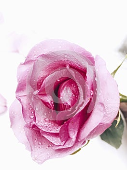 Pink Rose flower with water drops