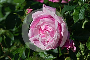 Pink rose flower with water drops closeup selective focus