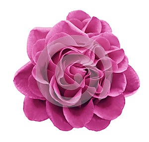 Pink rose flower on a white isolated background with clipping path.Closeup no shadows.