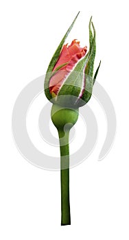 Pink rose flower , white isolated background with clipping path. Closeup. no shadows. Bud of a rose on a green stalk.