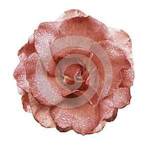 Pink rose flower on a white isolated background with clipping path no shadows. Rose with drops of water on the petals. Closeup.